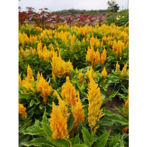 Celosia argentea var. plumosa ARANYBIKA