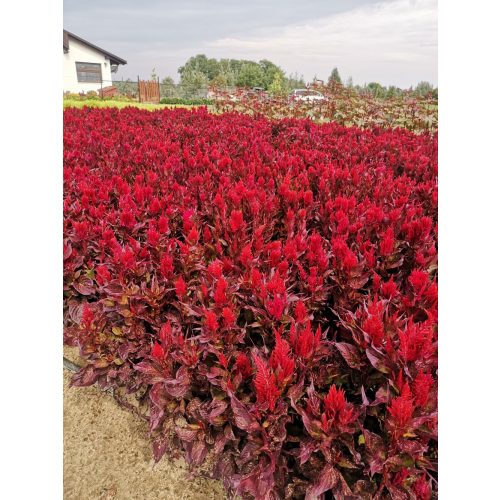 Celosia argentea var. plumosa BIKAVÉR