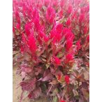 Celosia argentea var. plumosa FŐNIX