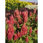 Celosia argentea var. plumosa RÓZSALOVAG