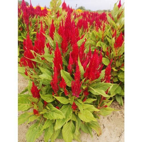 Celosia argentea var. plumosa SAVARIA