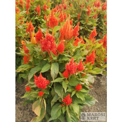 Celosia argentea var. plumosa TÜNDE