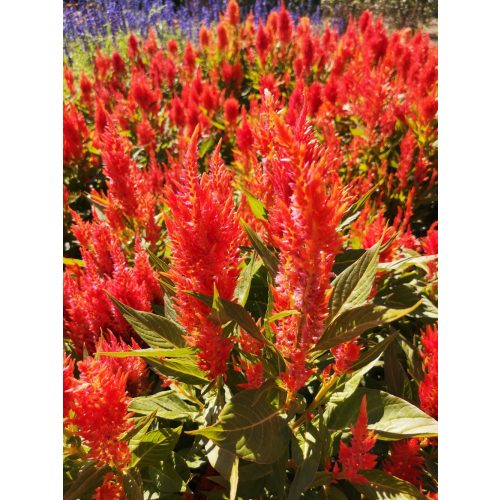 Celosia argentea var. plumosa TOKAJ