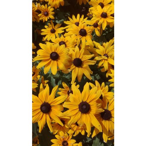 Rudbeckia hirta NAPFÉNY