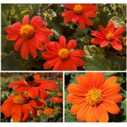 TITHONIA ROTUNDIFOLIA