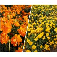 COSMOS SULPHUREUS